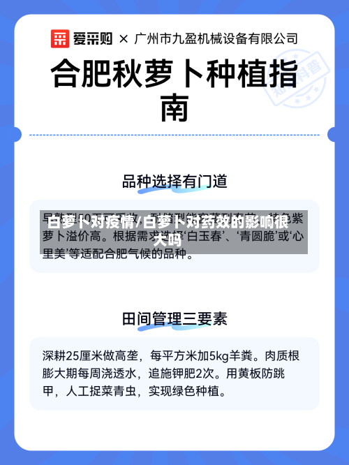 白萝卜对疫情/白萝卜对药效的影响很大吗-第1张图片