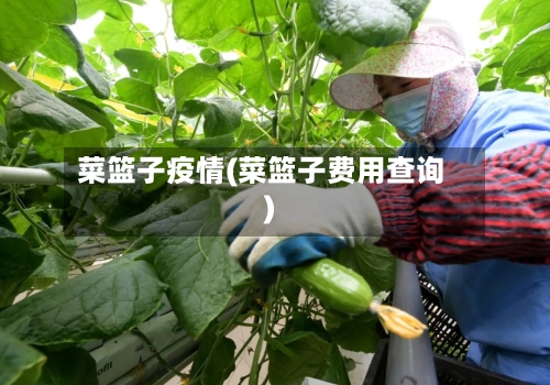 菜篮子疫情(菜篮子费用查询)-第2张图片