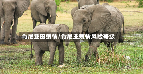 肯尼亚的疫情/肯尼亚疫情风险等级-第1张图片